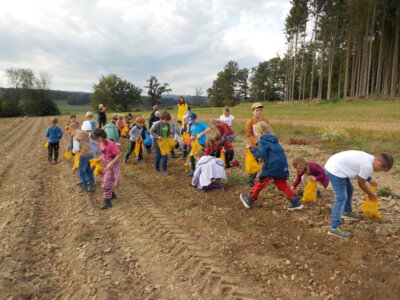 Foto des Albums: Kartoffelernte der 2.Klassen auf dem Hof Crone (21. 09. 2023)