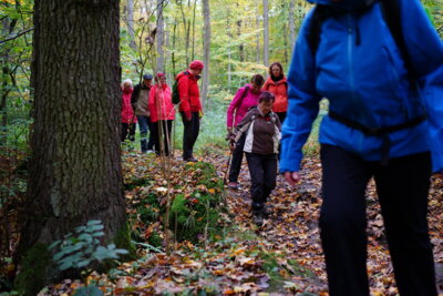 Waldpfad oberhalb Feggendorf  (Bild vergr&ouml;&szlig;ern)