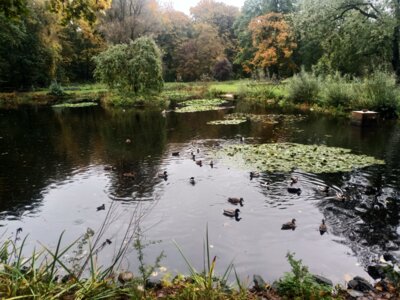 Teich mit Blumeninsel  (Bild vergr&ouml;&szlig;ern)