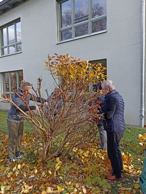 Foto des Albums: Aktion Saubere Stadt (11.11.2023)