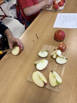 Foto des Albums: Erntedankfest Projekttag Apfel