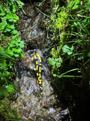 Foto des Albums: FledermausSJ2324