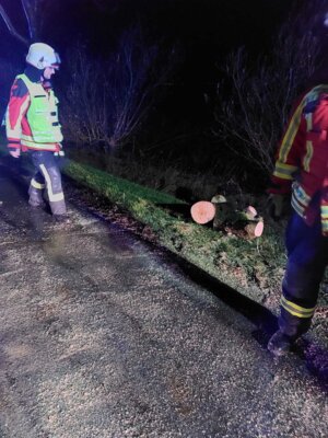Foto des Albums: Einsatz: Baum auf Straße