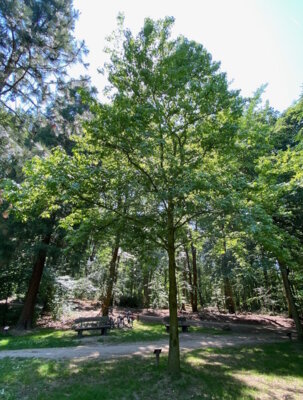 Vorschaubild: Baum15