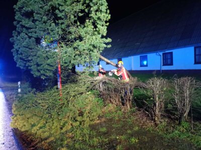 Foto des Albums: Einsatz: Baum droht auf Straße zu stürzen