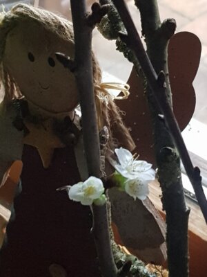 Foto des Albums: Kirschblüten Barbaratag