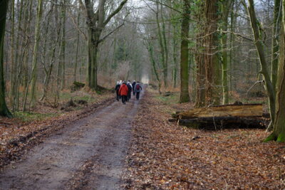 Wald in der Munzeler Mark  (Bild vergr&ouml;&szlig;ern)