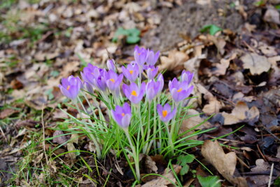 Krokusse am Wegesrand  (Bild vergr&ouml;&szlig;ern)