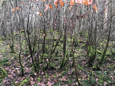Herbst und Fr&uuml;hling  (Bild vergr&ouml;&szlig;ern)