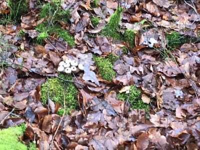 Wundersame ein&auml;ugige Pilze  (Bild vergr&ouml;&szlig;ern)