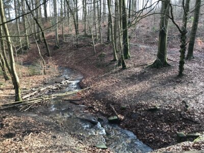 Spalterhalsbach am Waldgarten Lohburg  (Bild vergr&ouml;&szlig;ern)