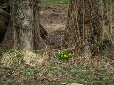 Der Fr&uuml;hling ist da?  (Bild vergr&ouml;&szlig;ern)