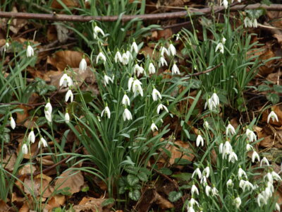 Fr&uuml;hlingsboten  (Bild vergr&ouml;&szlig;ern)
