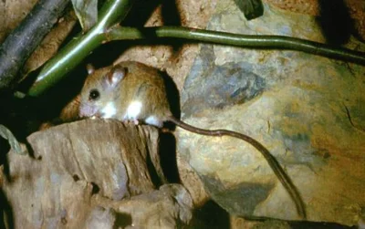 ein Erfahrungsbericht zur Pinselschwanz-Baummaus (Chiropodomys gliroides) erschien im Mitteilungsheft der BAG 3-1996  (Bild vergr&ouml;&szlig;ern)