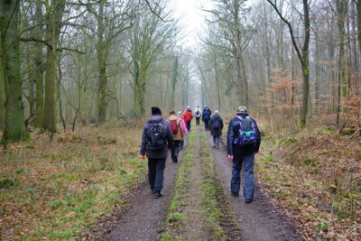 Guter Waldweg  (Bild vergr&ouml;&szlig;ern)