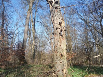 "Wohnturm" f&uuml;r Insekten und V&ouml;gel  (Bild vergr&ouml;&szlig;ern)