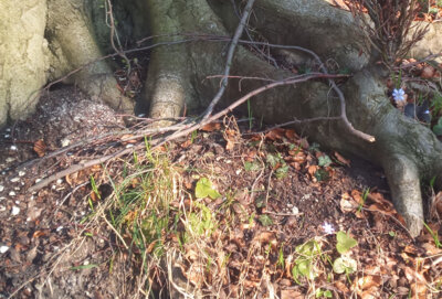 Suchbild f&uuml;r Leberbl&uuml;mchen und Buschwindr&ouml;schen  (Bild vergr&ouml;&szlig;ern)