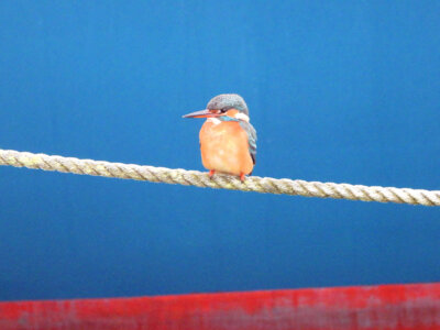 Foto des Albums: Vogelfotos Bernd Klare