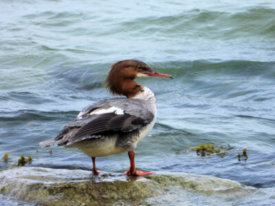 Foto des Albums: Vogelfotos Bernd Klare