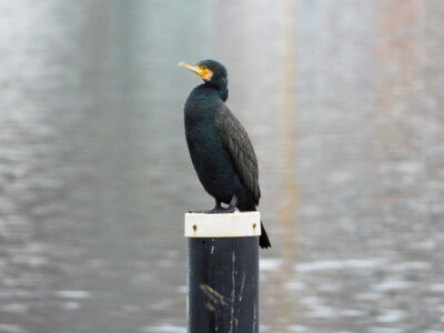 Foto des Albums: Vogelfotos Bernd Klare