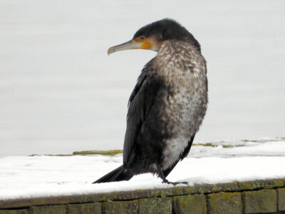 Foto des Albums: Vogelfotos Bernd Klare