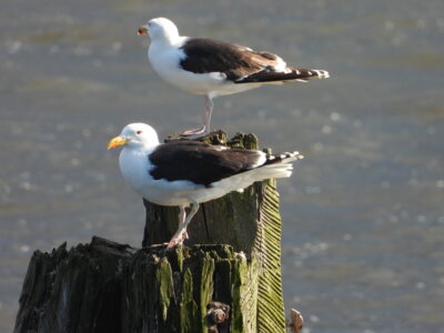 Foto des Albums: Vogelfotos Bernd Klare