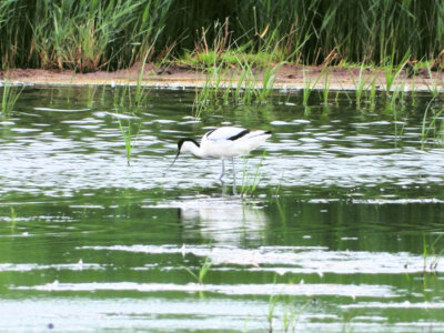 Foto des Albums: Vogelfotos Bernd Klare