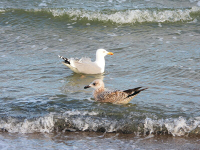 Foto des Albums: Vogelfotos Bernd Klare
