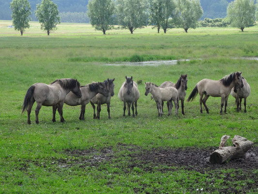 Bild: Konik-Pferde auf der Ganzjahresweide