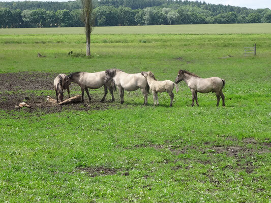 Bild: Konik-Pferde auf der Ganzjahresweide