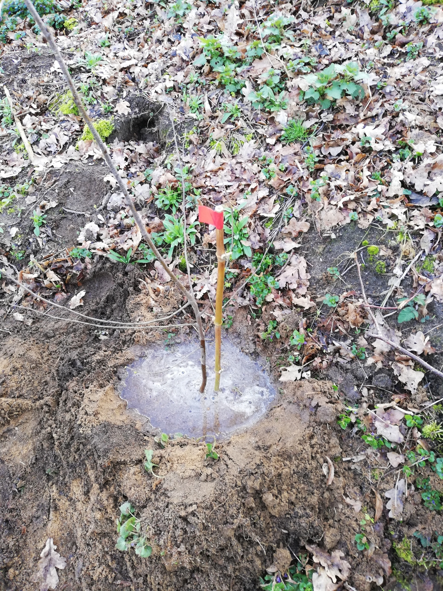 Bild: An jedem Fähnchen wird ein Baum gepflanzt