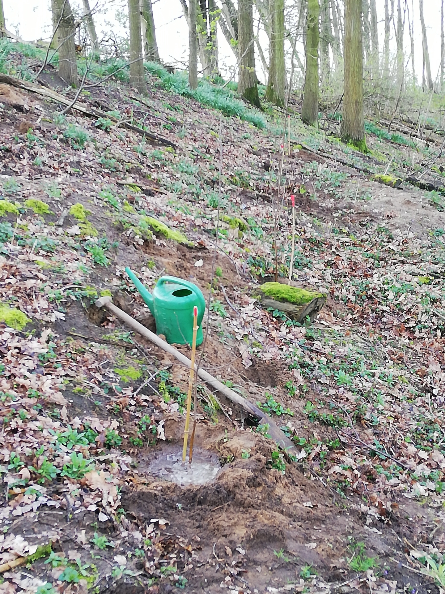 Bild: finden Sie die 4 Setzlinge hier?