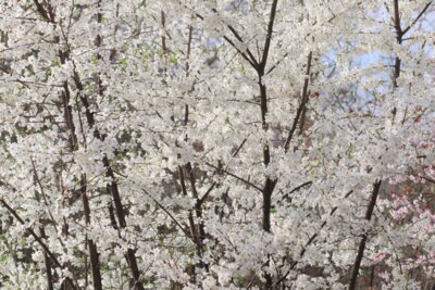 Foto des Albums: Frühling in Kyritz (08.04.2024)