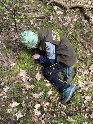 Insekten-in-der-Moosschicht 