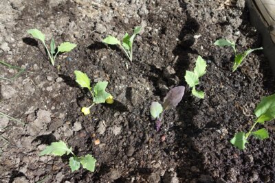 Die kleinen Kohlrabipflanzen warten jetzt aufs Gie&szlig;en.  (Bild vergr&ouml;&szlig;ern)