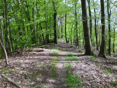 Weg Richtung Kabusturm  (Bild vergr&ouml;&szlig;ern)