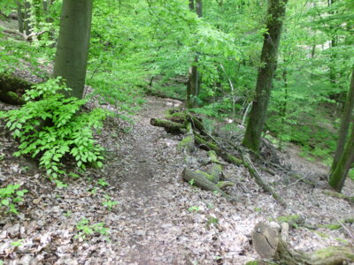 Im Wolfstal  (Bild vergr&ouml;&szlig;ern)