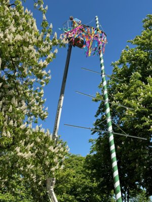 2024-05-01-Maibaumschm&uuml;cken (8)  (Bild vergr&ouml;&szlig;ern)