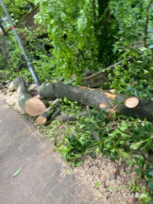 Foto des Albums: Baum auf Straße