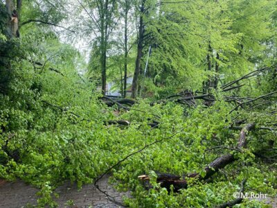 Foto des Albums: Baum auf Straße