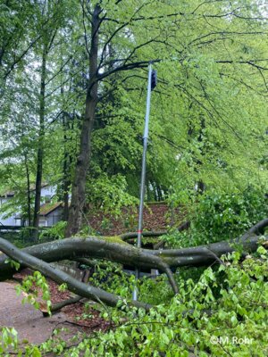 Foto des Albums: Baum auf Straße