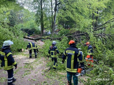Foto des Albums: Baum auf Straße
