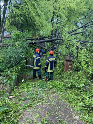 Foto des Albums: Baum auf Straße