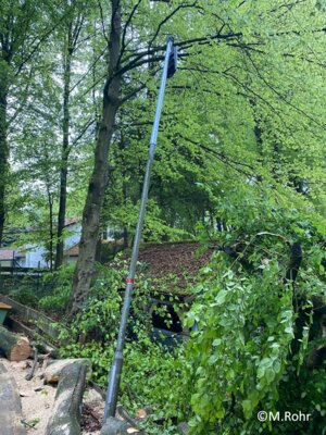 Foto des Albums: Baum auf Straße
