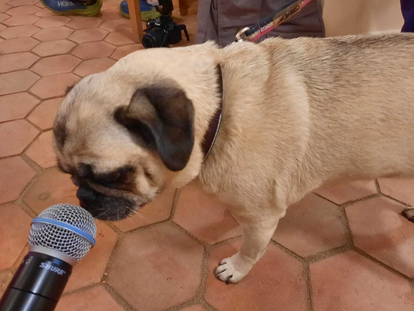 Bild: Mops