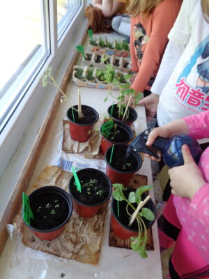 Anzucht der verschiedenen Kräuter & Pflanzen  (Bild vergrößern)