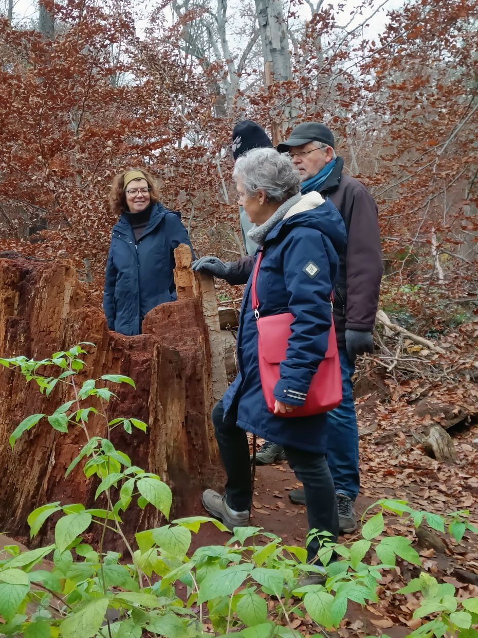 Bild: Bei der Braunfäule bauen Pilze die Zellulose ab, nicht aber das Lignin. Das Holz schrumpft in axialer Richtung und zeigt dadurch den typischen Würfelbruch, und - aufgrund des hohen Ligningehaltes - die braune Färbung.