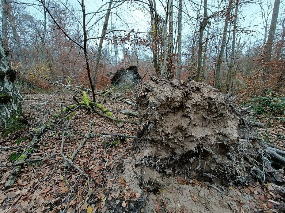 Bild: Mächtige Wurzelscheiben umgestürzter Bäume zeugen auch von der geringen Tiefgründigkeit des Untergrundes. Gerade im Herbst gibt eine große Bandbreite von Pilzspezies zu entdecken, die totes Holz zersetzen (s.u.)