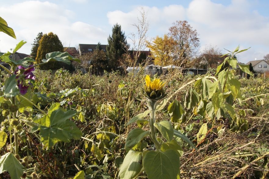 Bild: Zwischenfrucht-Bestand im November 2021