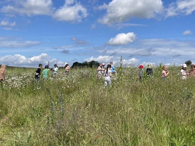 Bild: Pflanzenbestimmung 4 (2)